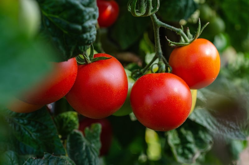 Edible Landscaping